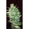 Rhino Ryder Auto de FastBuds