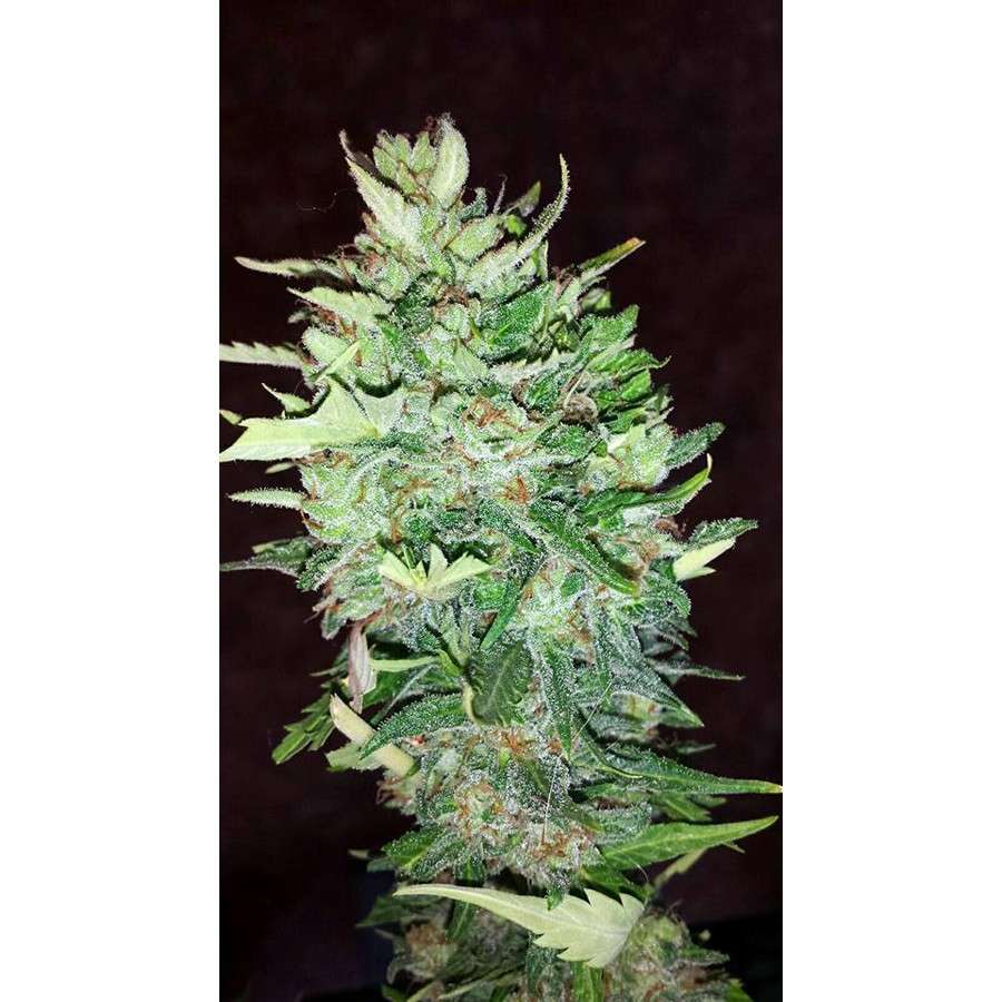 Rhino Ryder Auto de FastBuds