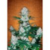 Six Shooter Auto de FastBuds