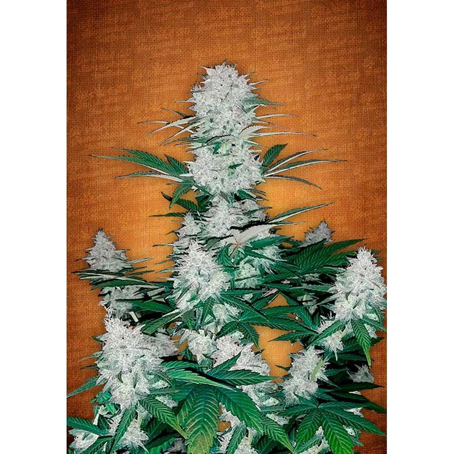 Six Shooter Auto de FastBuds
