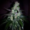 Six Shooter Auto de FastBuds