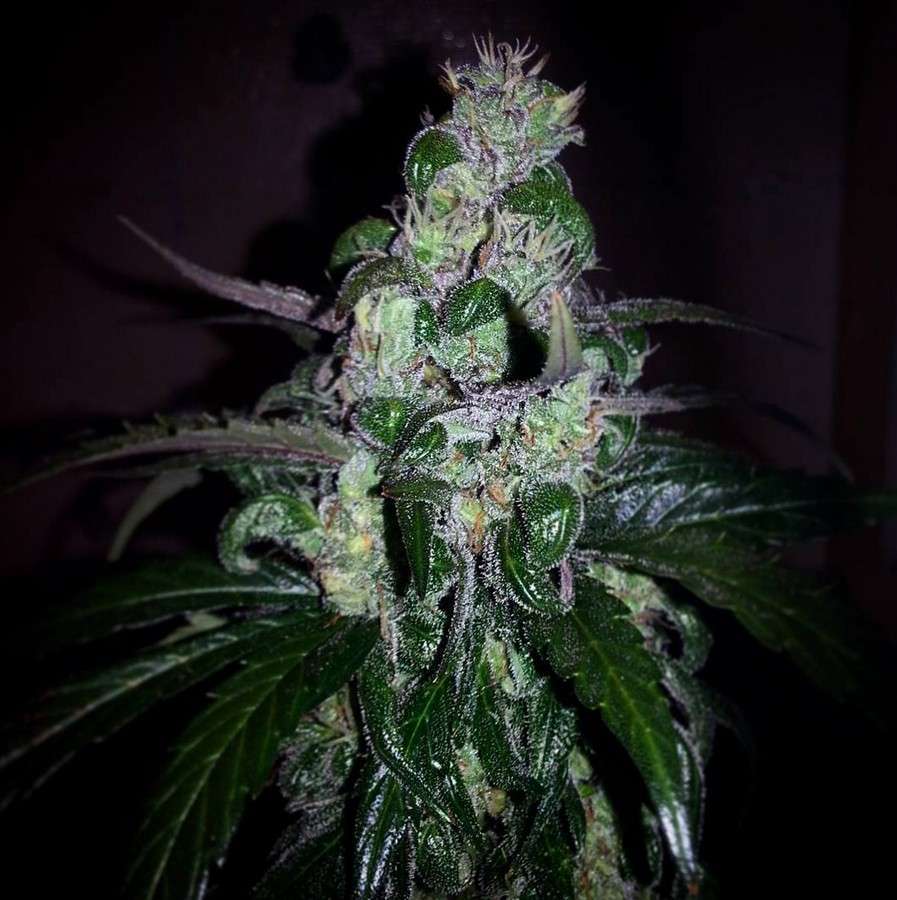 Six Shooter Auto de FastBuds