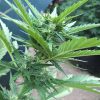 Six Shooter Auto de FastBuds