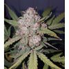 Stardawg Auto de FastBuds