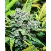 Stardawg Auto de FastBuds