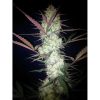 Stardawg Auto de FastBuds