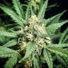 Stardawg Auto de FastBuds