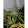 Tangie Auto de FastBuds