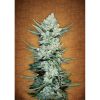 Tangie Auto de FastBuds