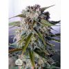 Tangie Auto de FastBuds