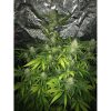 Tangie Auto de FastBuds