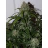 Tangie Auto de FastBuds