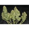 West Coast OG Auto de FastBuds