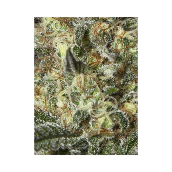 Black Dream feminizada de Eva Seeds