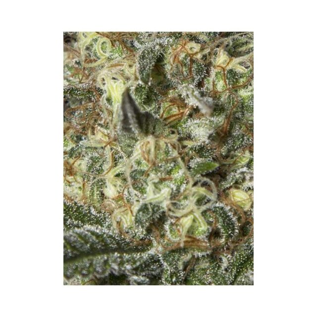 Black Dream feminizada de Eva Seeds