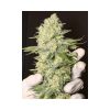 Black Dream feminizada de Eva Seeds