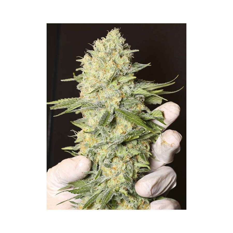 Black Dream feminizada de Eva Seeds