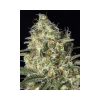 Black Dream feminizada de Eva Seeds
