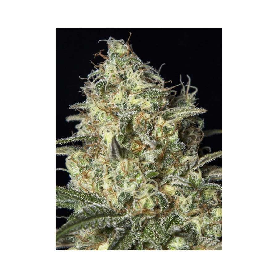 Black Dream feminizada de Eva Seeds