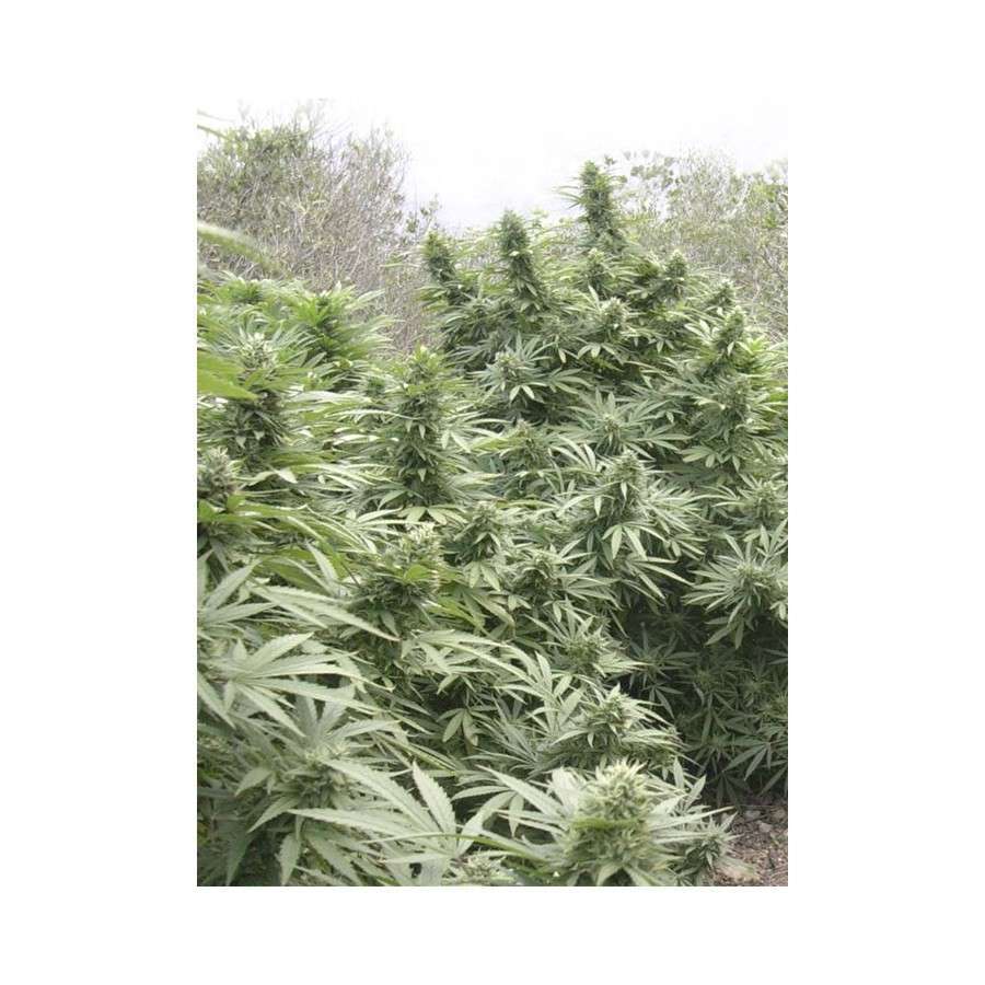 Black Dream feminizada de Eva Seeds