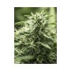 Black Dream feminizada de Eva Seeds
