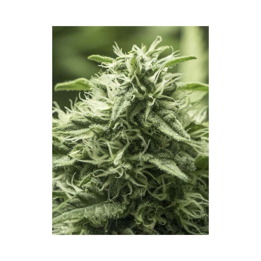 Black Dream feminizada de Eva Seeds