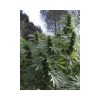 Black Dream feminizada de Eva Seeds