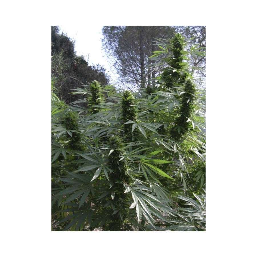 Black Dream feminizada de Eva Seeds