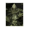 Black Dream feminizada de Eva Seeds