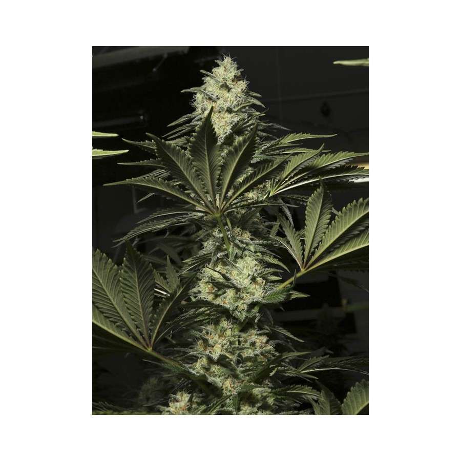 Black Dream feminizada de Eva Seeds