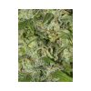 High Level feminizada de Eva Seeds