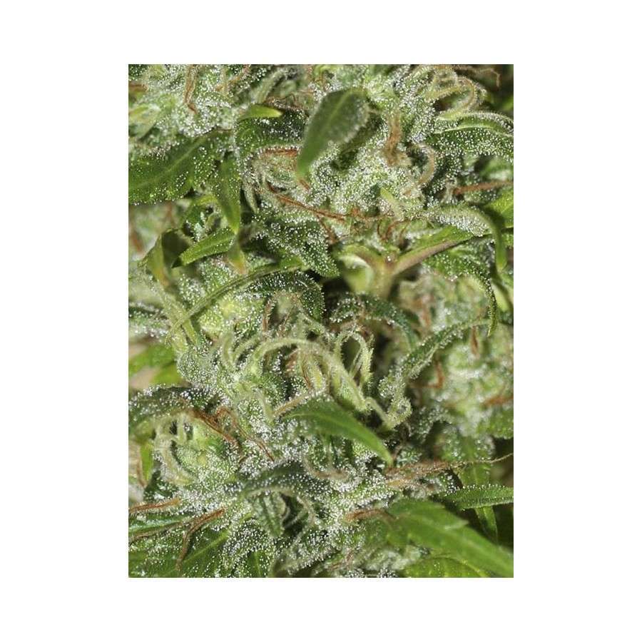 High Level feminizada de Eva Seeds