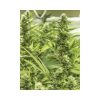 High Level feminizada de Eva Seeds