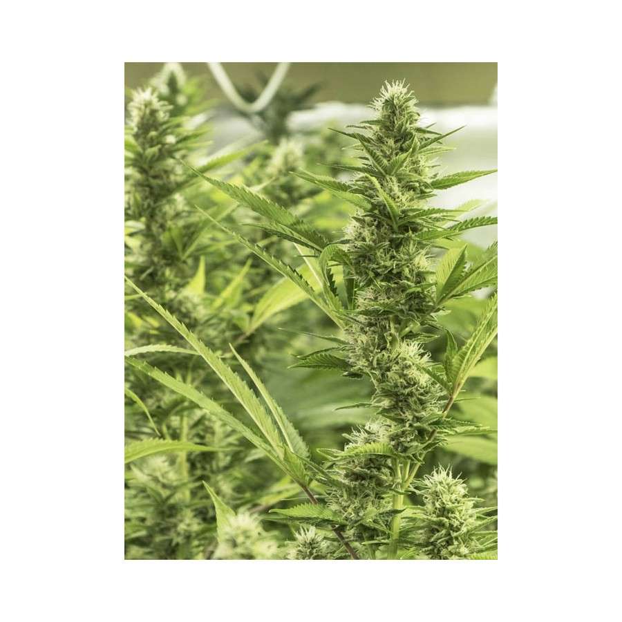 High Level feminizada de Eva Seeds