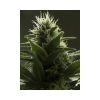 High Level feminizada de Eva Seeds