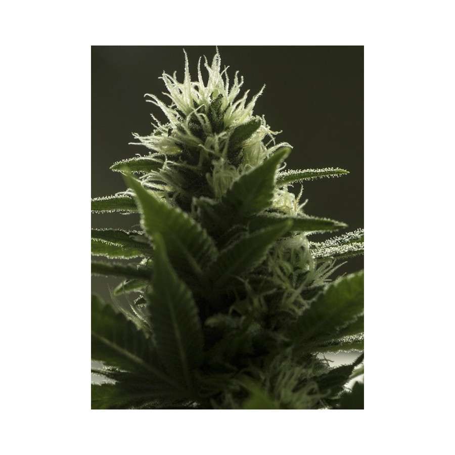High Level feminizada de Eva Seeds