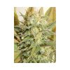High Level feminizada de Eva Seeds
