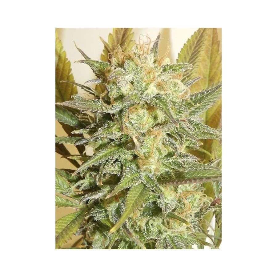 High Level feminizada de Eva Seeds