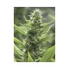High Level feminizada de Eva Seeds
