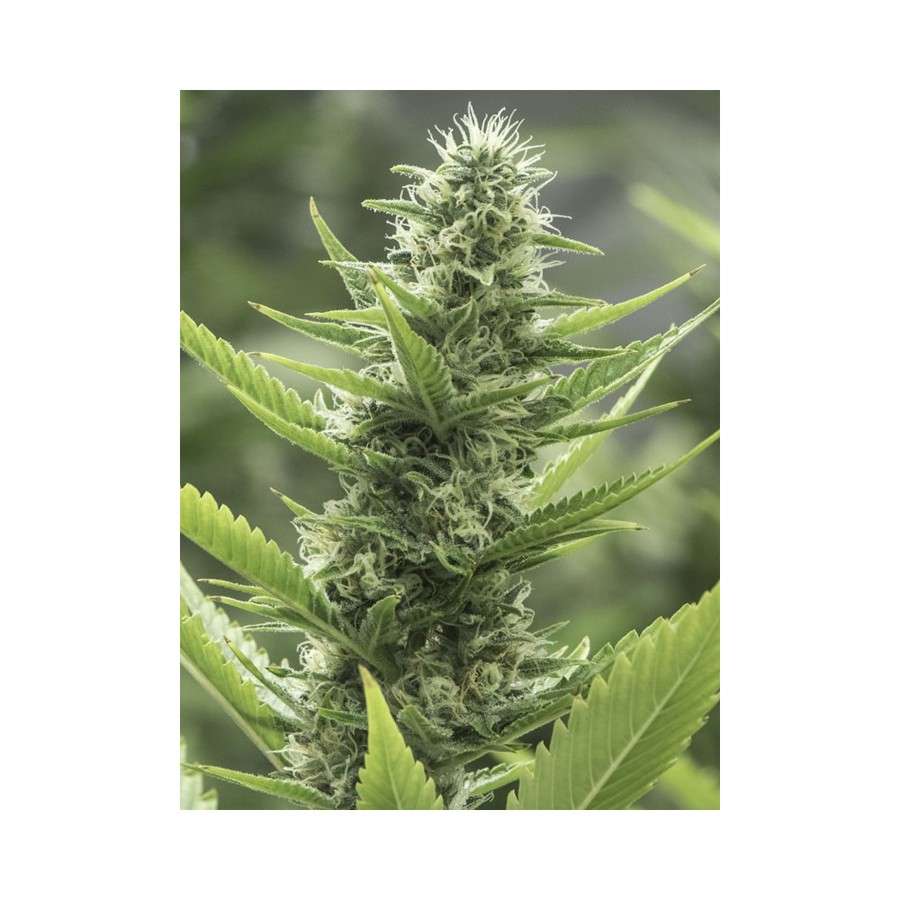 High Level feminizada de Eva Seeds