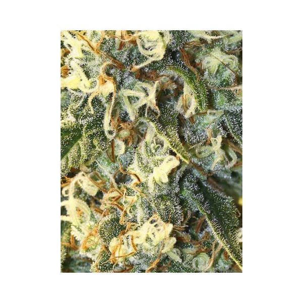 Jamaican Dream feminizada de Eva Seeds