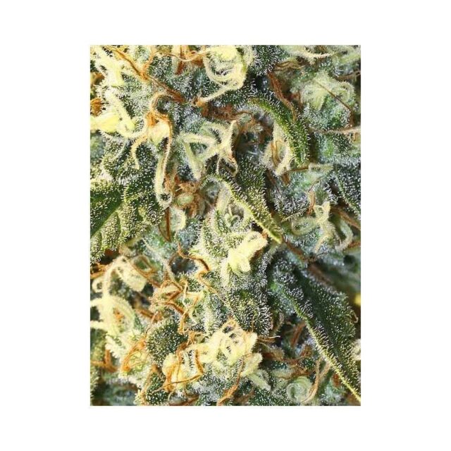 Jamaican Dream feminizada de Eva Seeds