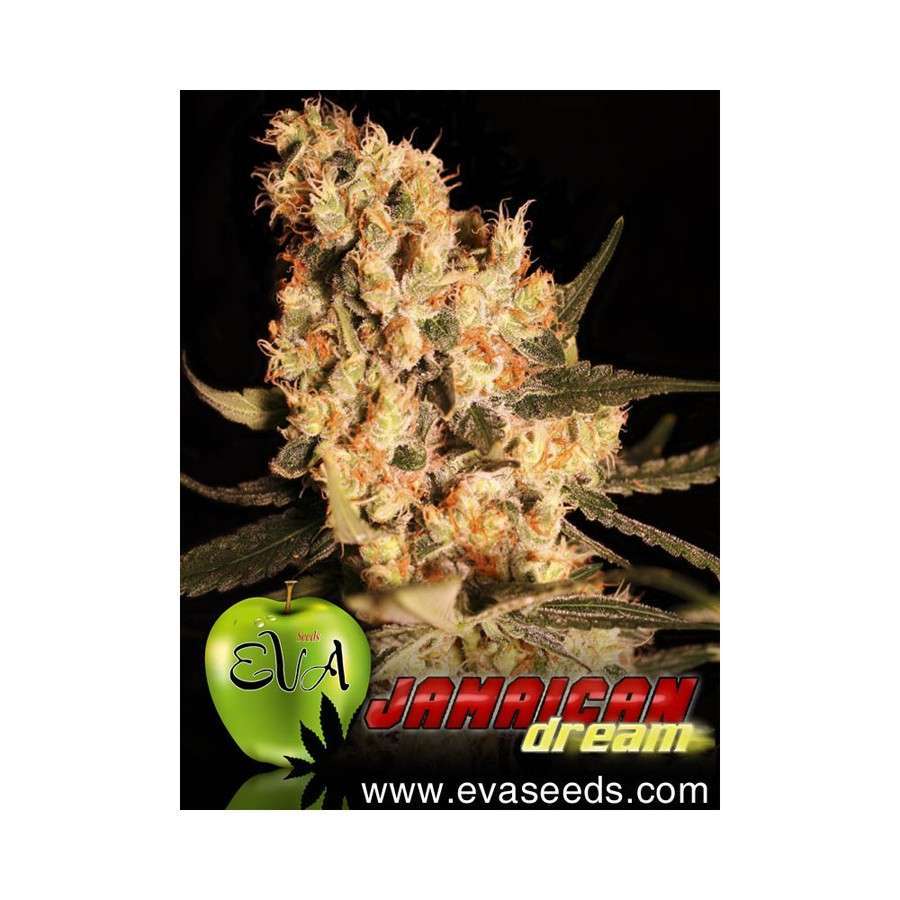 Jamaican Dream feminizada de Eva Seeds
