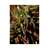 High Level feminizada de Eva Seeds