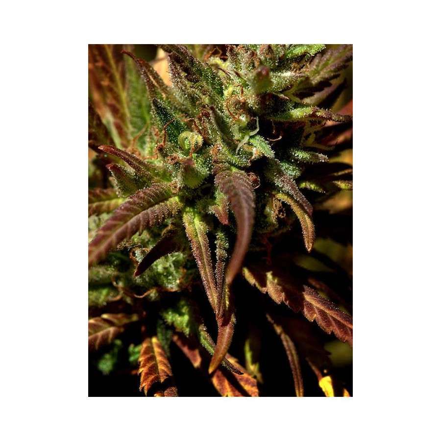 High Level feminizada de Eva Seeds