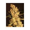 Jamaican Dream feminizada de Eva Seeds