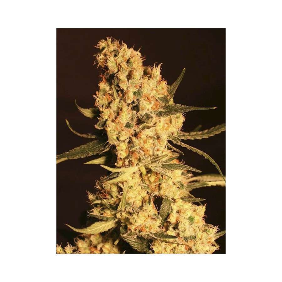 Jamaican Dream feminizada de Eva Seeds