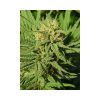 High Level feminizada de Eva Seeds