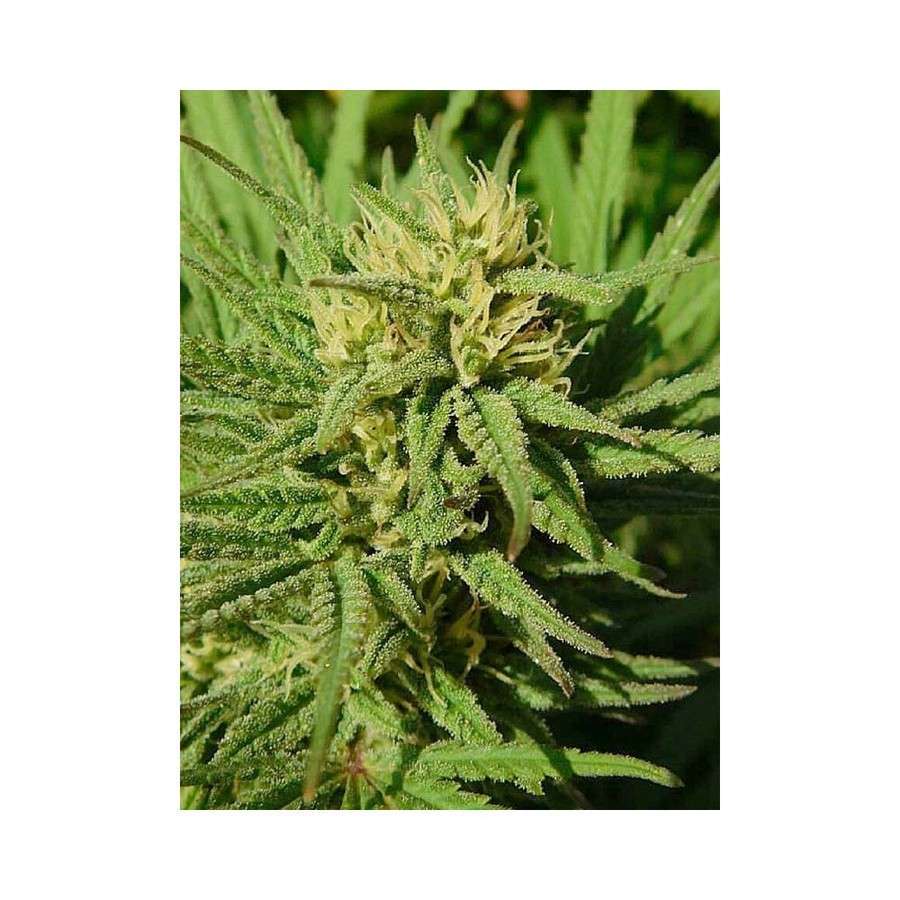 High Level feminizada de Eva Seeds