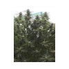 Jamaican Dream feminizada de Eva Seeds